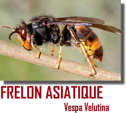 Vespula Velutina, Frelon Asiatique